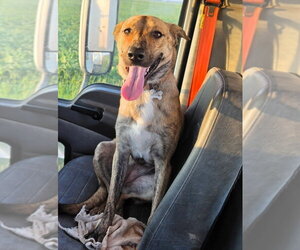 Sophie Girl - Female Mutt Dog for Adoption - Photo #2
