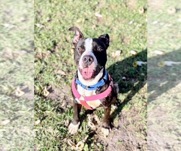 Medium Photo #3 American Pit Bull Terrier-Unknown Mix Puppy For Sale in DuQuoin, IL, USA
