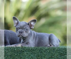 French Bulldog Puppy for sale in DAYTON, OH, USA