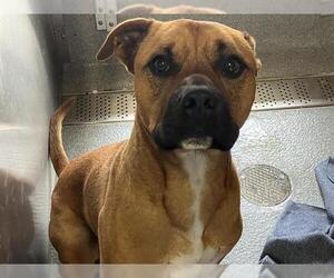American Pit Bull Terrier-Unknown Mix Dogs for adoption in Orange, CA, USA