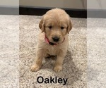Puppy Oakley Australian Retriever