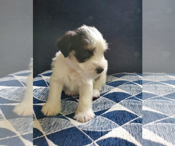 Medium Photo #4 Schnauzer (Miniature) Puppy For Sale in LEESBURG, VA, USA