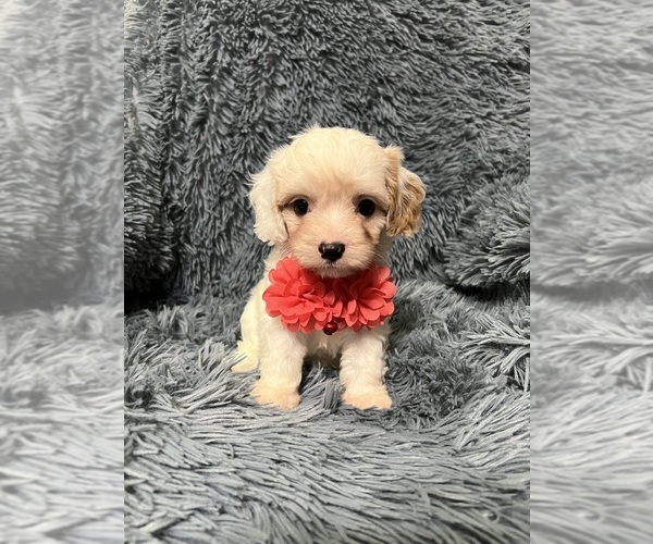 Medium Photo #1 Cavapoo Puppy For Sale in JEFFERSONVILLE, IN, USA