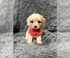 Cavapoo Puppy for sale in JEFFERSONVILLE, IN, USA