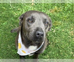 Mutt Dogs for adoption in Tulsa, OK, USA