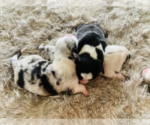 Cardigan Welsh Corgi Puppy for sale in BEULAVILLE, NC, USA