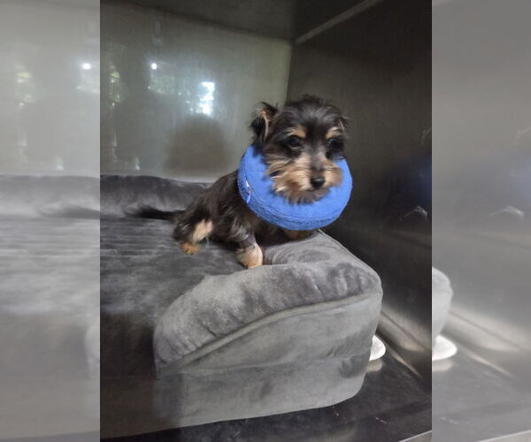 Medium Photo #1 Mutt Puppy For Sale in Spring, TX, USA