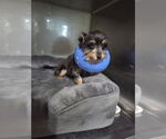 Small Mutt