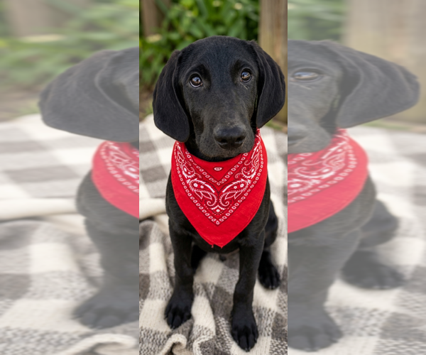 Medium Photo #1 Mutt Puppy For Sale in Genesee, WI, USA