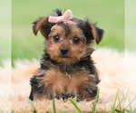 Puppy MIMI CKC Yorkshire Terrier