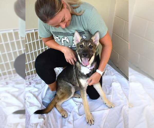 Medium Photo #1 German Shepherd Dog-Unknown Mix Puppy For Sale in McKinney, TX, USA