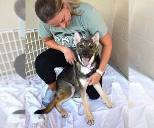German Shepherd Dog-Unknown Mix Dogs for adoption in McKinney, TX, USA