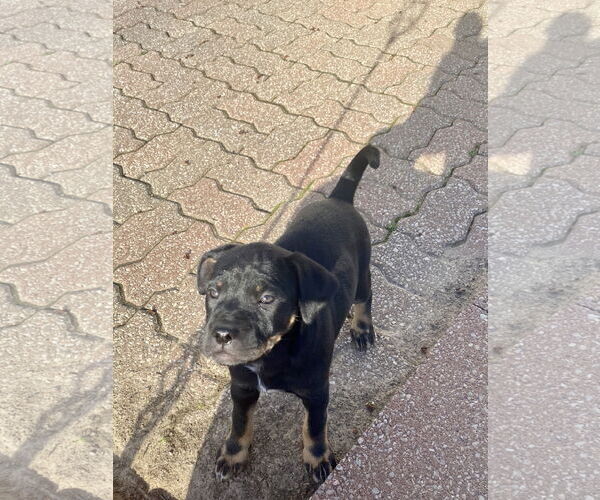 Medium Photo #2 American Pit Bull Terrier-Unknown Mix Puppy For Sale in Hillsboro, MO, USA