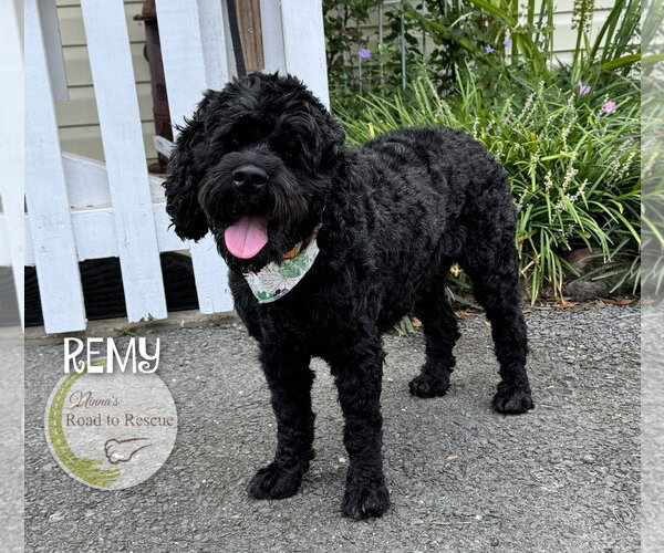 Medium Photo #2 Cockapoo (Miniature) Puppy For Sale in Benton, LA, USA