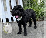 Small #1 Cockapoo (Miniature)