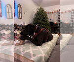 Small #1 Labrador Retriever Mix