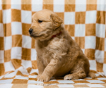 Small #4 Golden Retriever