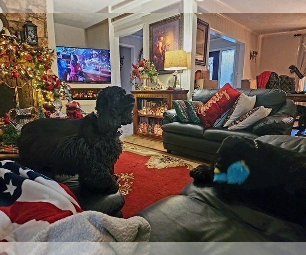 Medium Photo #1 Cocker Spaniel Puppy For Sale in HUFFMAN, TX, USA