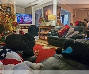 Mother of the Cocker Spaniel puppies born on 12/25/2025