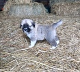 Small Photo #5 Anatolian Shepherd-Great Pyrenees Mix Puppy For Sale in ROBSTOWN, TX, USA