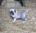 Small #4 Anatolian Shepherd-Great Pyrenees Mix