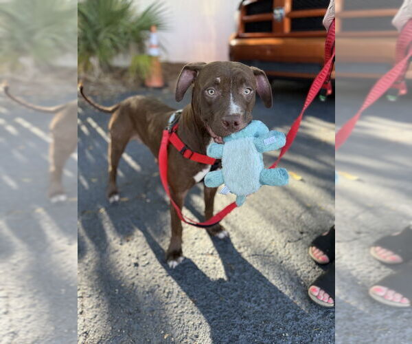 Medium Photo #2 American Pit Bull Terrier-Unknown Mix Puppy For Sale in St. Augustine, FL, USA