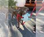 Small #1 American Pit Bull Terrier Mix