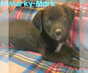 Labrador Retriever-Unknown Mix Dogs for adoption in Royal Palm Beach, FL, USA