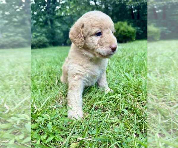 Medium Photo #4 Aussiedoodle-Labradoodle Mix Puppy For Sale in BRYANTOWN, MD, USA