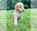 Small #3 Aussiedoodle-Labradoodle Mix