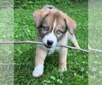 Small #1 Huskies -Jack Russell Terrier Mix