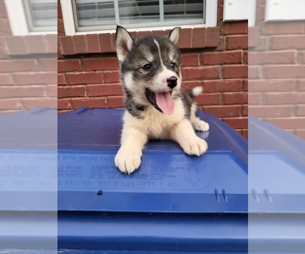 Medium Photo #2 Siberian Husky Puppy For Sale in CROSSVILLE, AL, USA