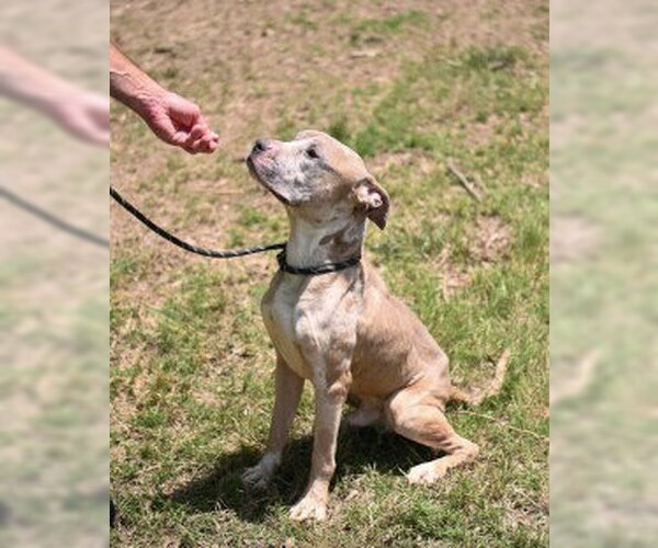 Medium Photo #3 Mutt Puppy For Sale in Glen Allen, VA, USA