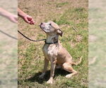 Small #2 Mutt