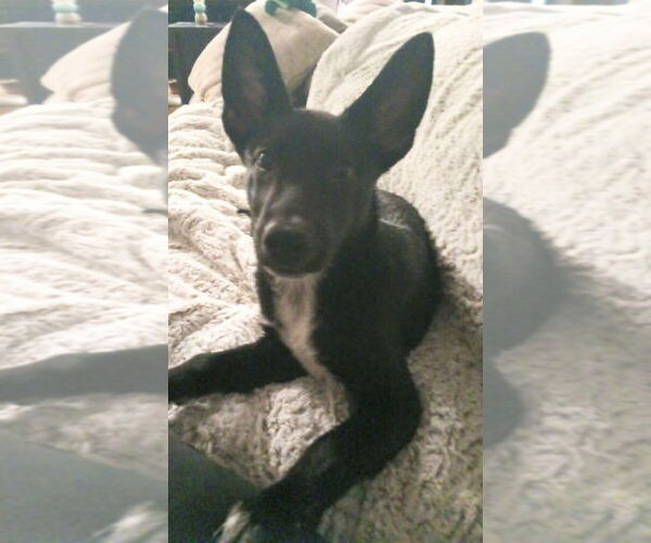 Medium Photo #2 Mutt Puppy For Sale in Holly Springs, NC, USA