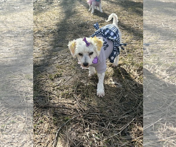 Medium Photo #2 Bichon Frise Puppy For Sale in Mukwonago, WI, USA