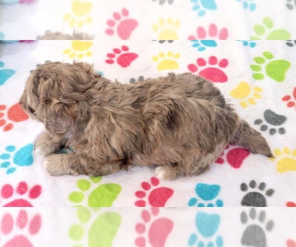 Medium Photo #2 ShihPoo Puppy For Sale in ORO VALLEY, AZ, USA