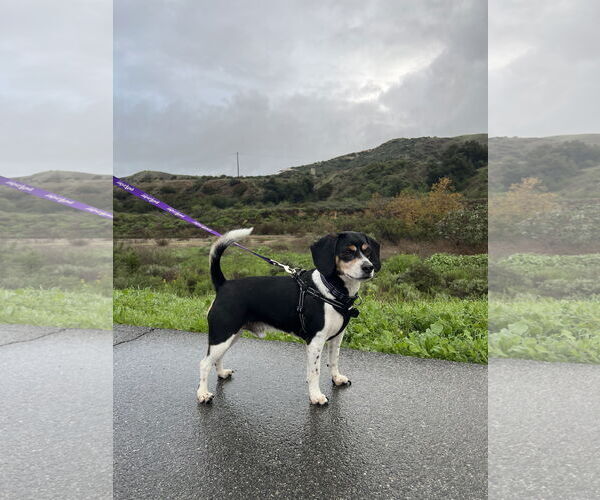 Medium Photo #1 Beagle Puppy For Sale in Menifee, CA, USA