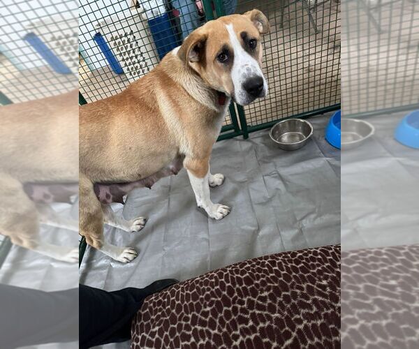 Medium Photo #4 Black Mouth Cur-Unknown Mix Puppy For Sale in Calgary, Alberta, Canada