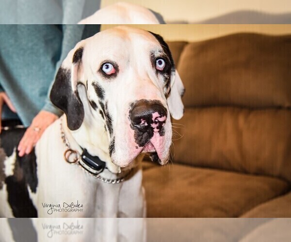 Medium Photo #7 Great Dane Puppy For Sale in WESTPHALIA, KS, USA