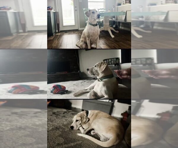 Medium Photo #27 Great Dane-Labrador Retriever Mix Puppy For Sale in Bullard, TX, USA