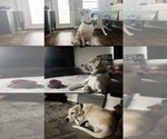 Small #26 Great Dane-Labrador Retriever Mix