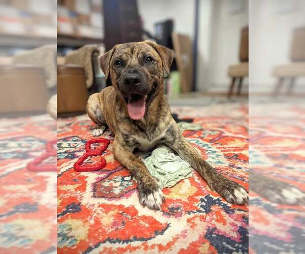 Medium Photo #4 Mastiff-Unknown Mix Puppy For Sale in Westminster, MD, USA