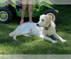 Golden Retriever Puppy for sale in PEACHTREE CITY, GA, USA