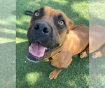 Small Photo #4 Mutt Puppy For Sale in Lakewood, CO, USA