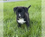 Small #9 American Pit Bull Terrier Mix