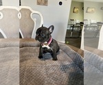 Puppy 3 French Bulldog