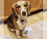 Small Photo #1 Beagle Puppy For Sale in Batavia, OH, USA