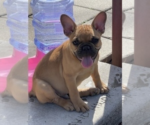 French Bulldog Puppy for sale in FORT WORTH, TX, USA