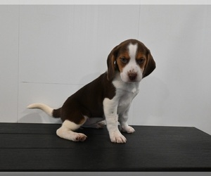 Beagle Puppy for sale in APPLE CREEK, OH, USA